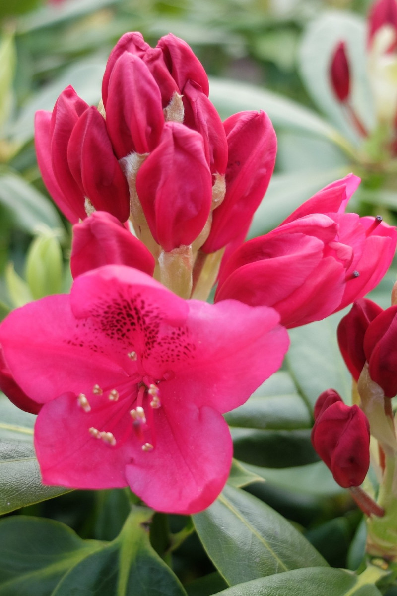 Rhododendron 'Nova Zembla' 15 litres