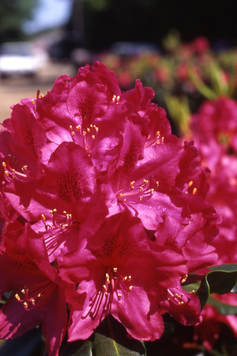 Rhododendron 'Nova Zembla' 15 litres