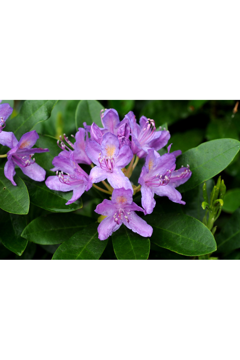 Rhododendron pontique 15 litres