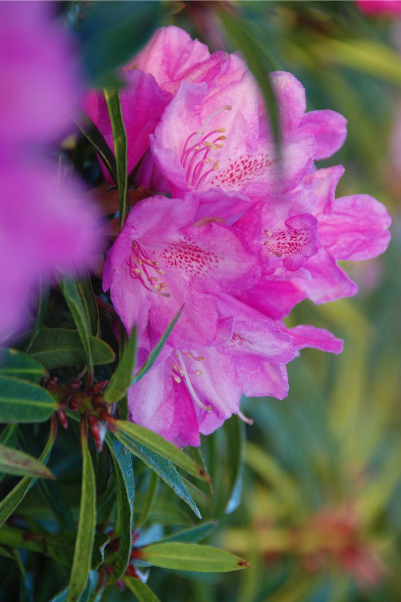 Rhododendron 'Graziella' 15 litres