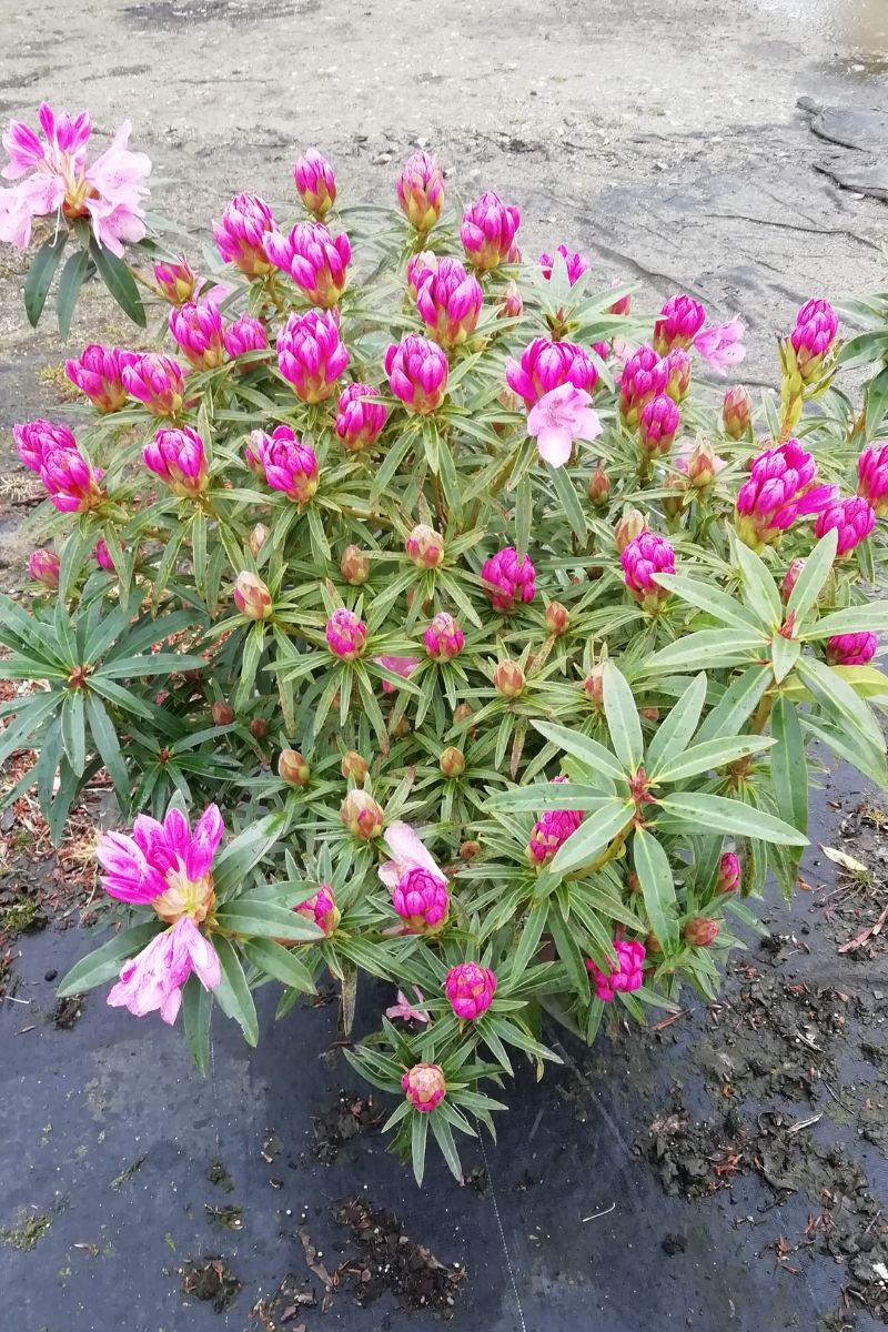 Rhododendron 'Graziella' 15 litres