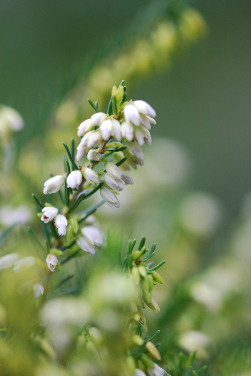 Bruyère d'hiver ‘White Spring Surprise’