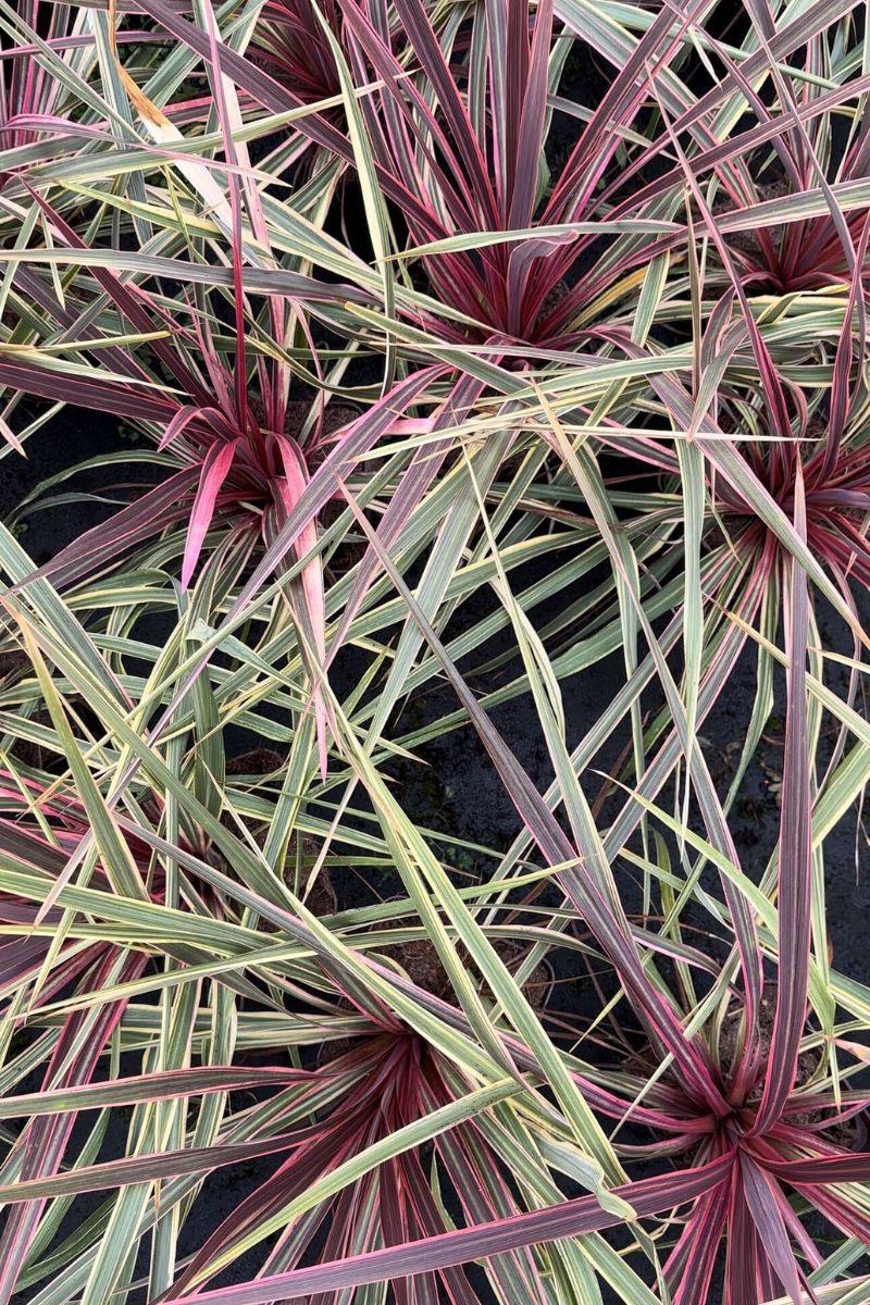 Cordyline 'Can can'