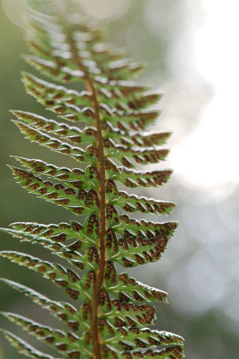 Fougère persistante ‘Shiny Holly Fern’