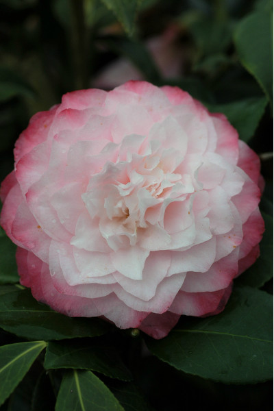 Camellia 'Nuccio's Pearl'...