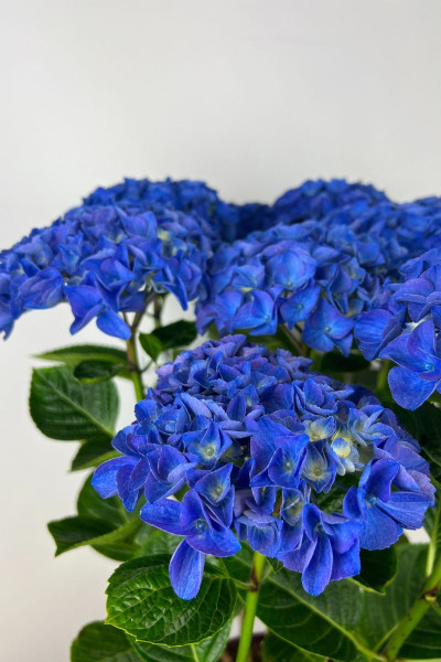 Hortensia 'Anda Blue®’