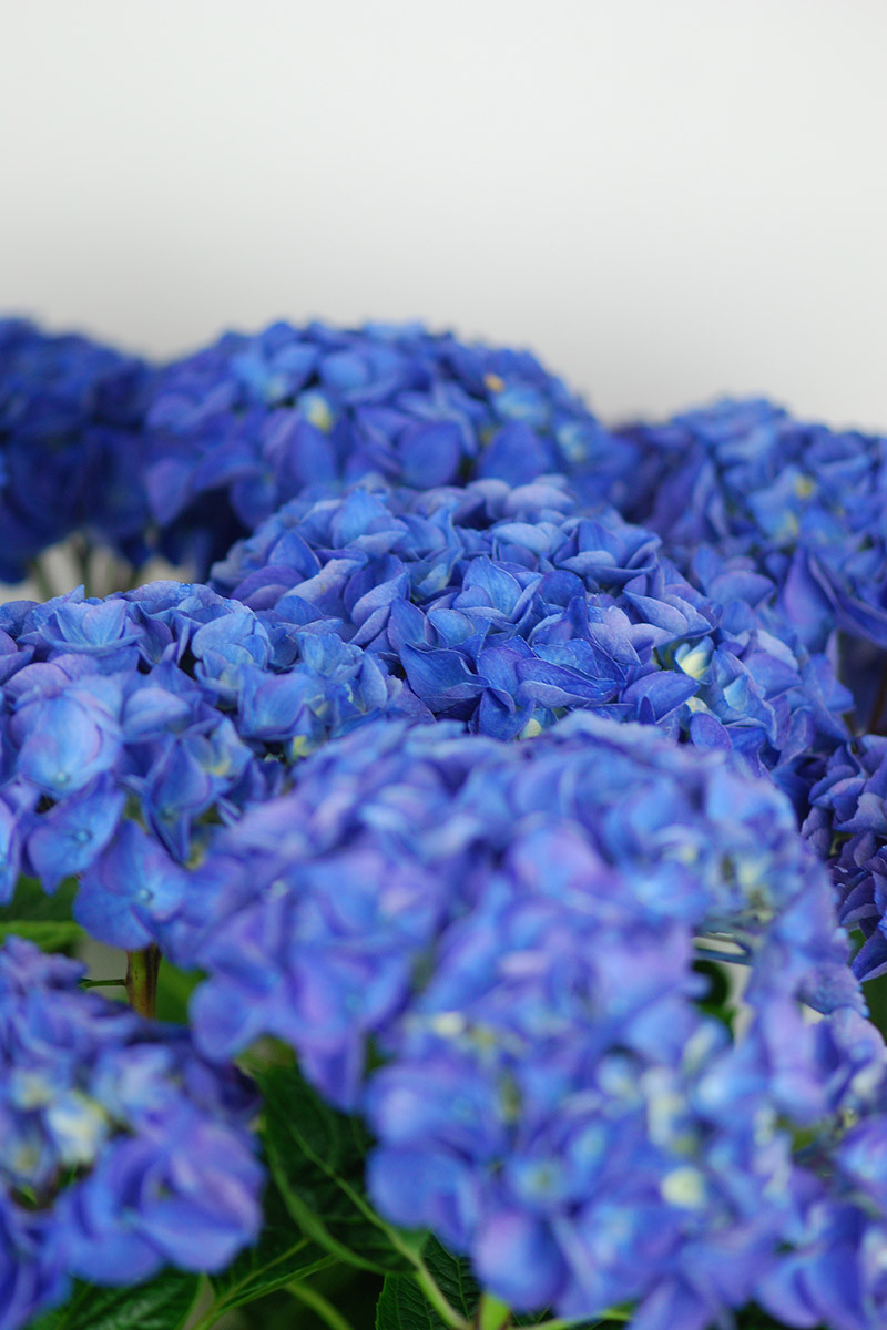 Hortensia ‘Anda Blue’®