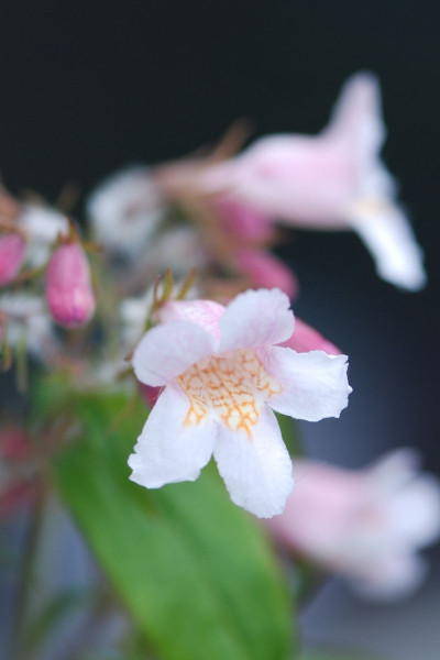 Deutzia ‘Yuki Cherry Blossom’