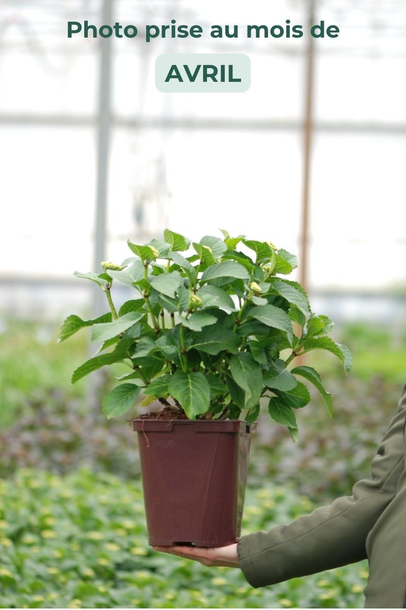 Hortensia macrophylla 'Firewings'®