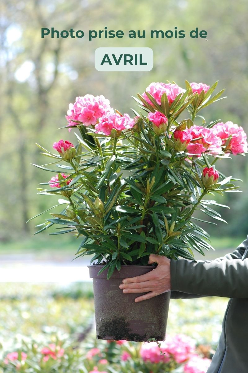 Rhododendron 'Ana'