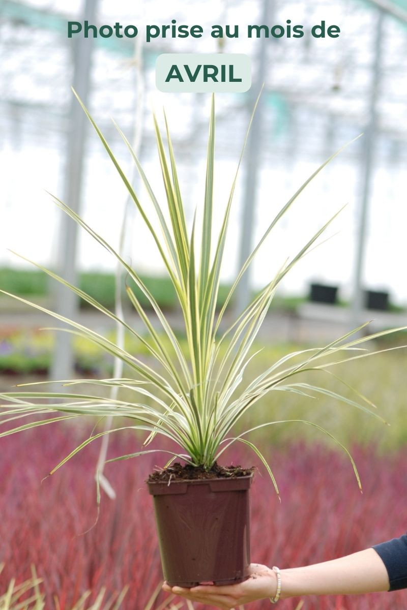 Cordyline 'Lime Passion'