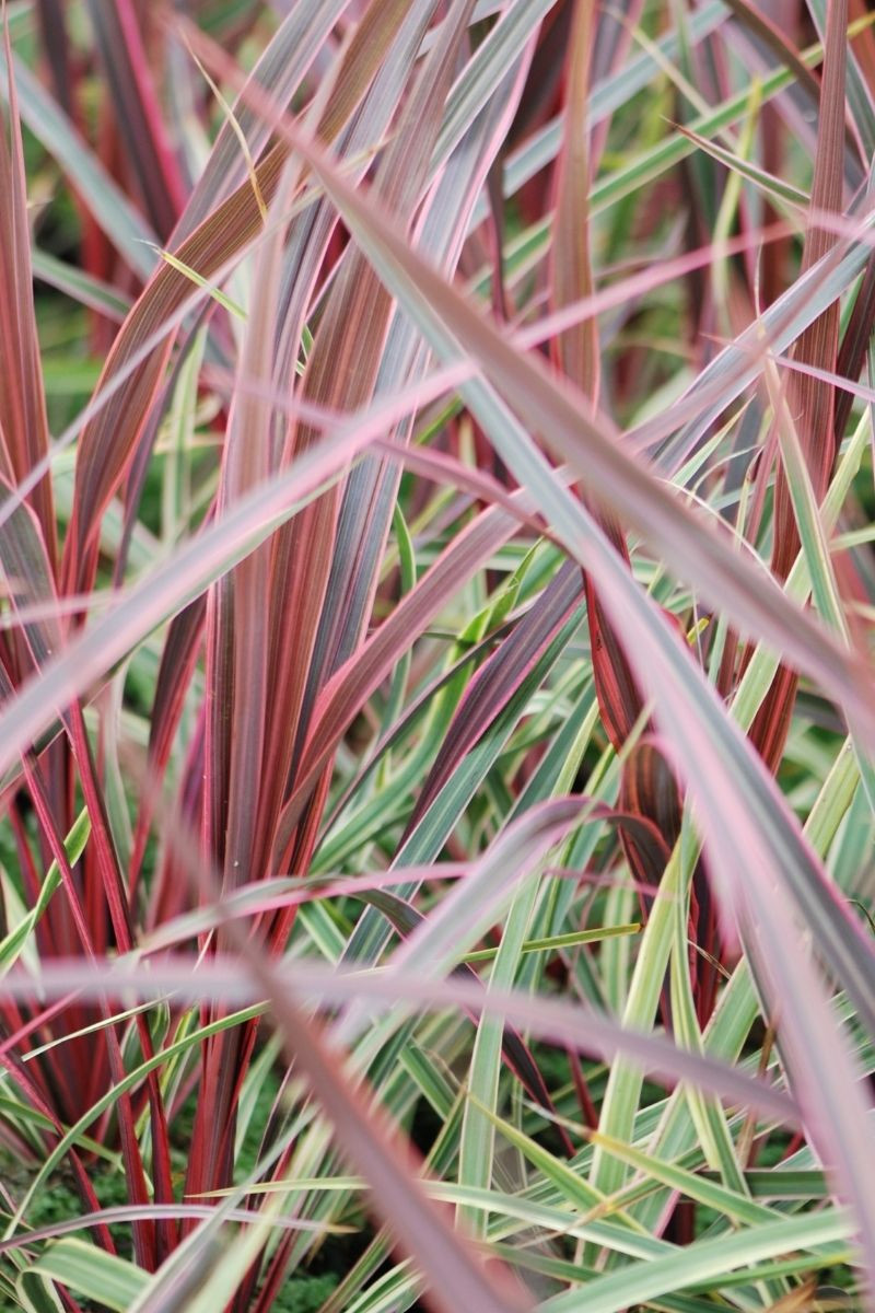 Cordyline 'Can can'
